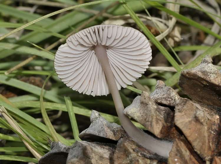 Qualche giorno fa mentre fotografavo una Spiranthes spiralis
